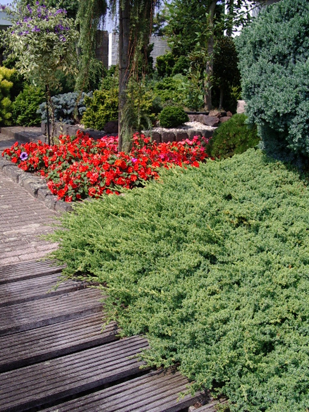 Juniperus procumbens 'Nana' - C3 25-30 CM
